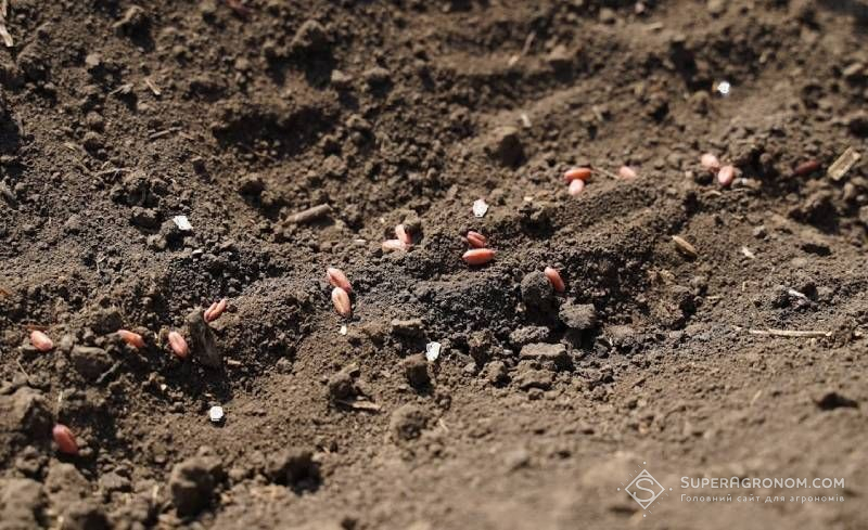 7 т/га пшениці: скільки фосфору та калію потрібно закласти під урожай