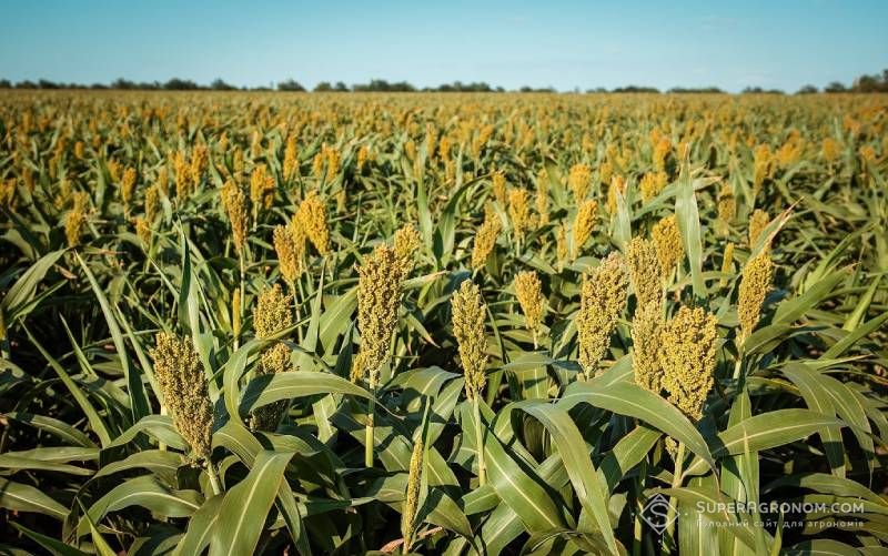 У Франції зростає інтерес до вирощування сорго як посухостійкої альтернативи кукурудзі