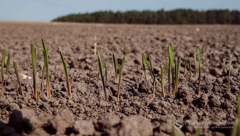 Стартове добриво може підвищити енергію проростання і 8-10% Стартове добриво може підвищити енергію проростання і 8-10%