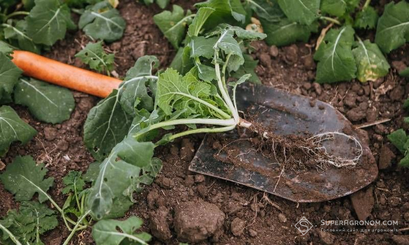 Гречка, ріпак і бобові можуть мобілізувати важкодоступний фосфор у ґрунті Гречка, ріпак і бобові можуть мобілізувати важкодоступний фосфор у ґрунті