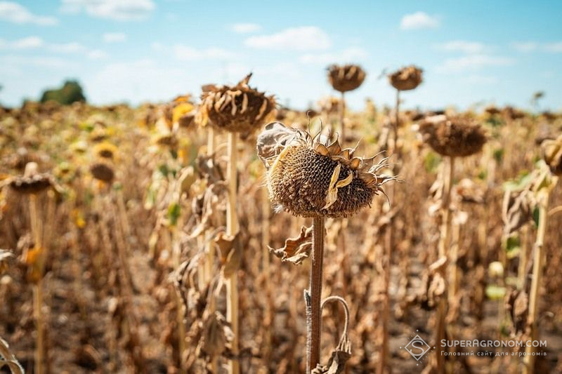 Соняшник (фото ілюстративне)