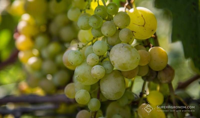 В окупованому Криму 1,3 млн кущів винограду існували лише на папері