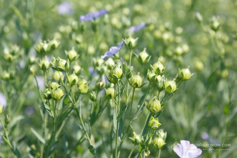 В LANDEX AGRO отримали урожайність льону 1,2 т/га та планую збільшити площі до 4 тис. га В LANDEX AGRO отримали урожайність льону 1,2 т/га та планую збільшити площі до 4 тис. га