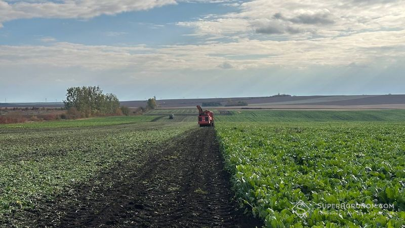 Вінницька область лідирує за збором цукрових буряків в Україні — 399,8 тис. тонн