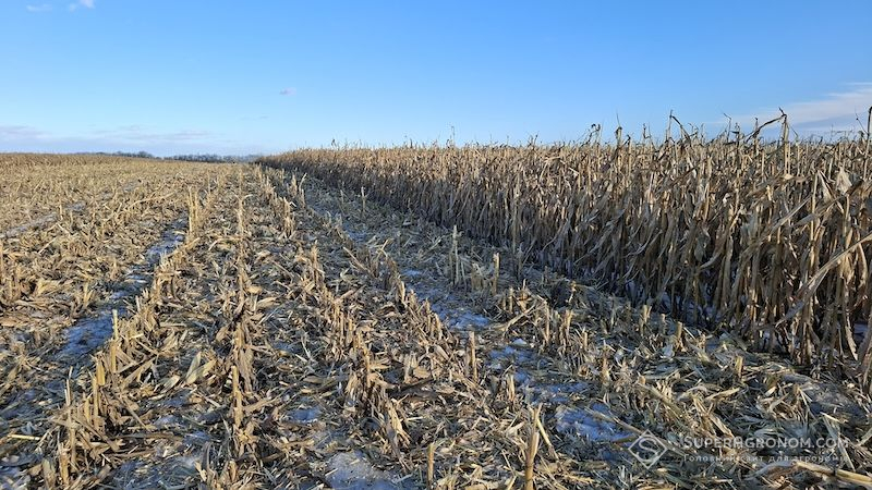 За низької ціни на кукурудзу вигідніше залишити її до весни — фермер