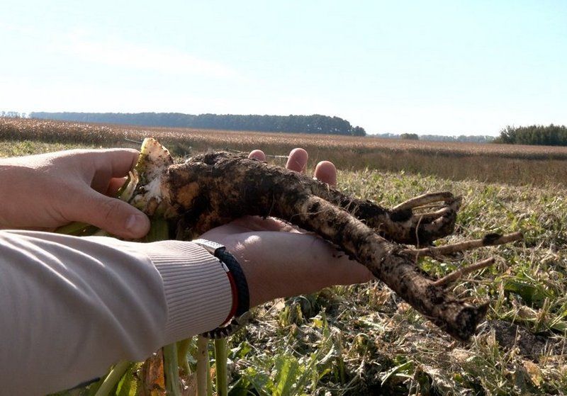 Корінь хрону Корінь хрону