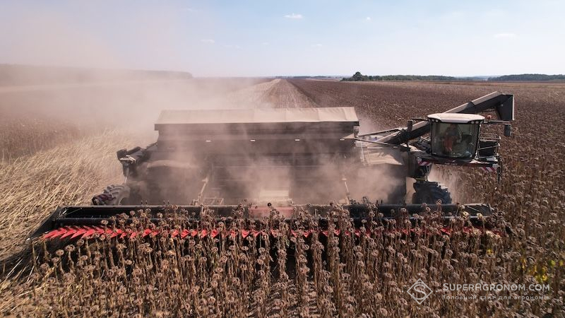 Частина соняшнику може залишитися в полях через обвал закупівельних цін
