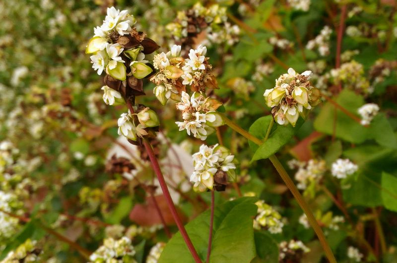 Валовий збір культур у 1,5-3 рази перевищує внутрішні потреби українців ...
