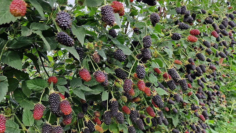 Ежевика Карака Блэк Купить В Москве Саженцы
