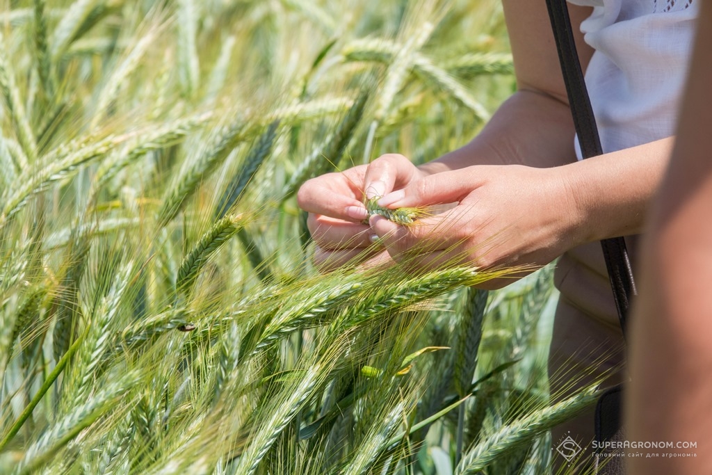 Пшениця на демонстраційних ділянках в МІП