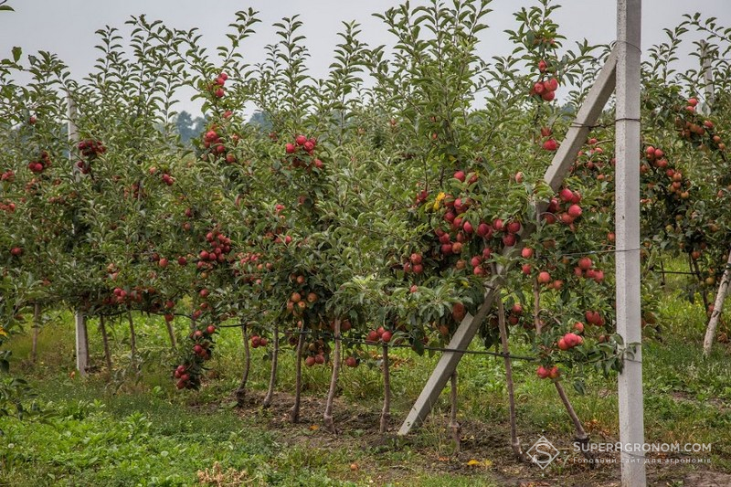 Яблуневий сад