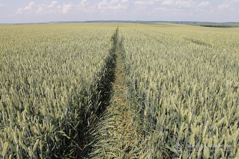 Посіви пшениці на полях підприємства