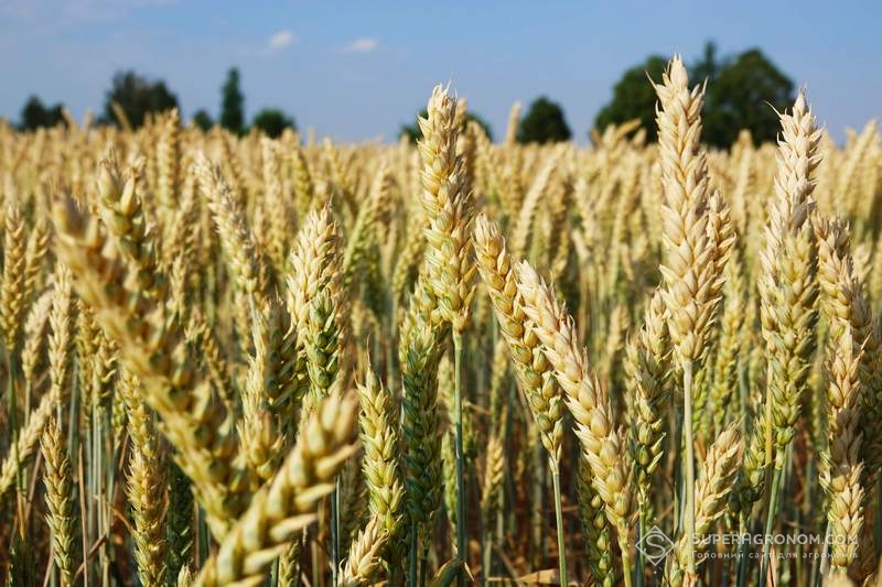 Посіви пшениці сорту Дагмар