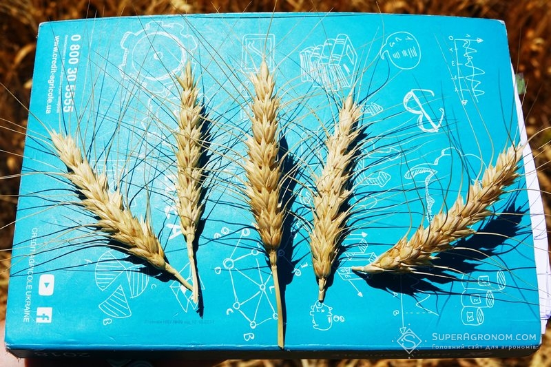 Пшениця сорту Ватажок