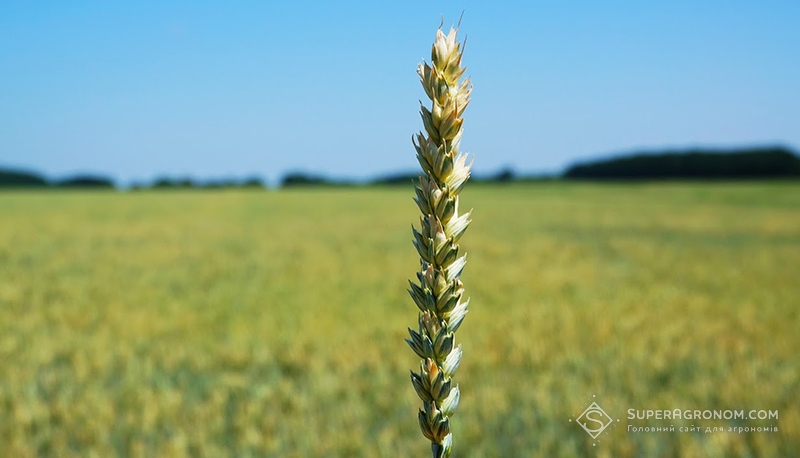 Пшениця в Харківській області