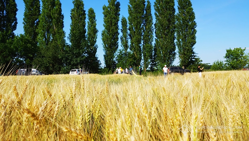 Посіви пшениці в СВК «Андріївський»