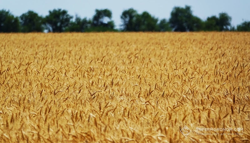 Посіви пшениці на полях Каховського відділку компанії «Таврійська Перспектива»