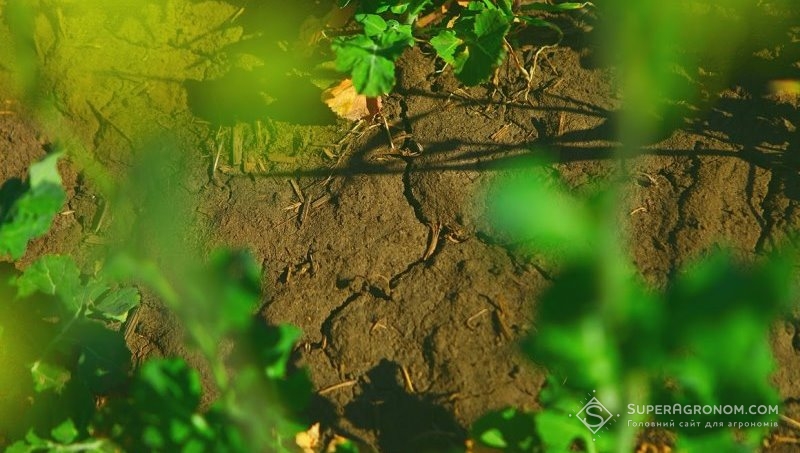 Потрісканий ґрунт під посівами ріпаку
