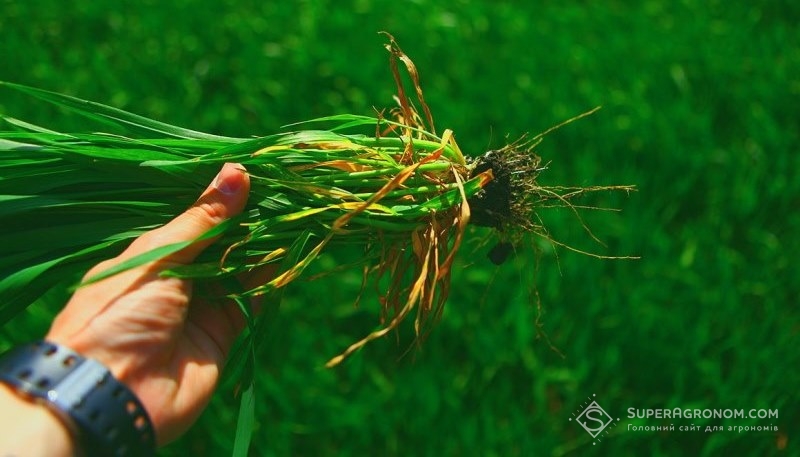 Рослина озимої пшениці