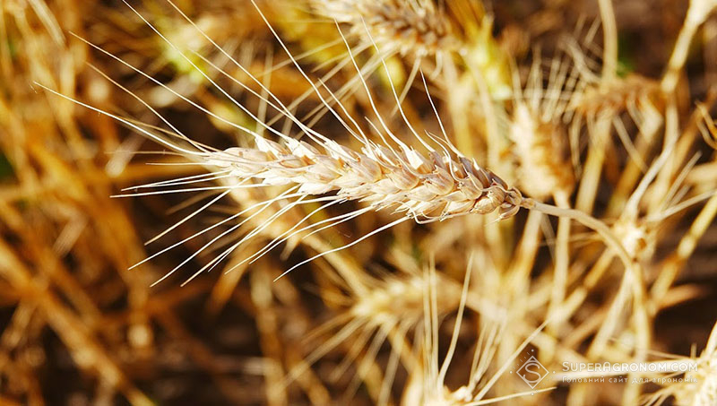 Озима пшениця вітчизняної селекції