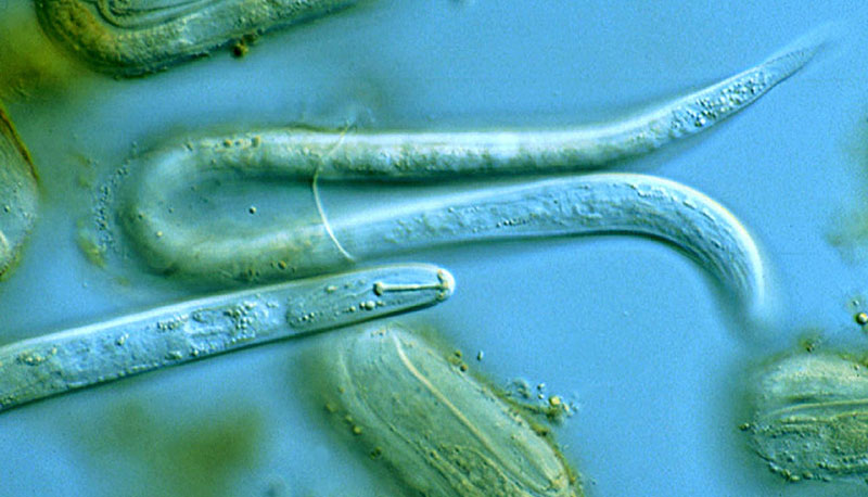 Нематоди під мікроскопом (джерело: phys.org)