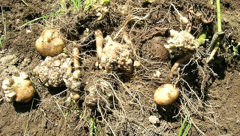 Уражені нематодами бульби картоплі (джерело: Pinterest)