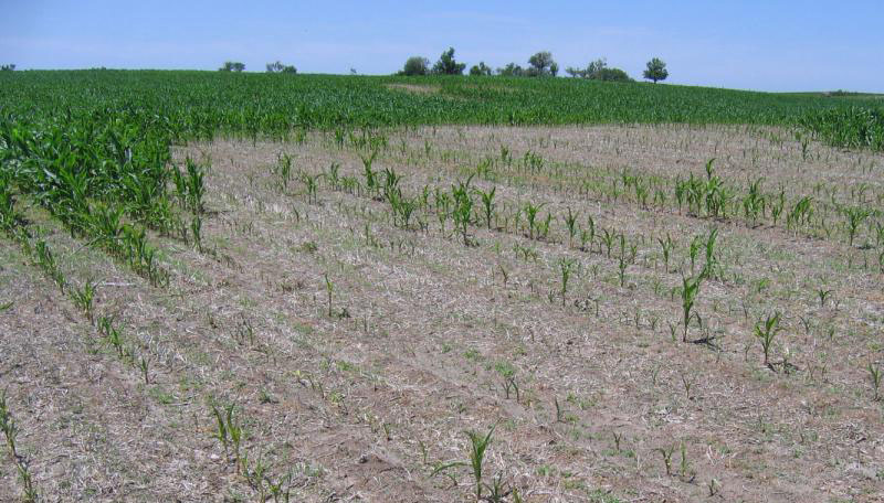 Пошкоджені нематодами посіви кукурудзи у штаті Небраска (США, 2016 р., джерело: cropwatch.unl.edu)