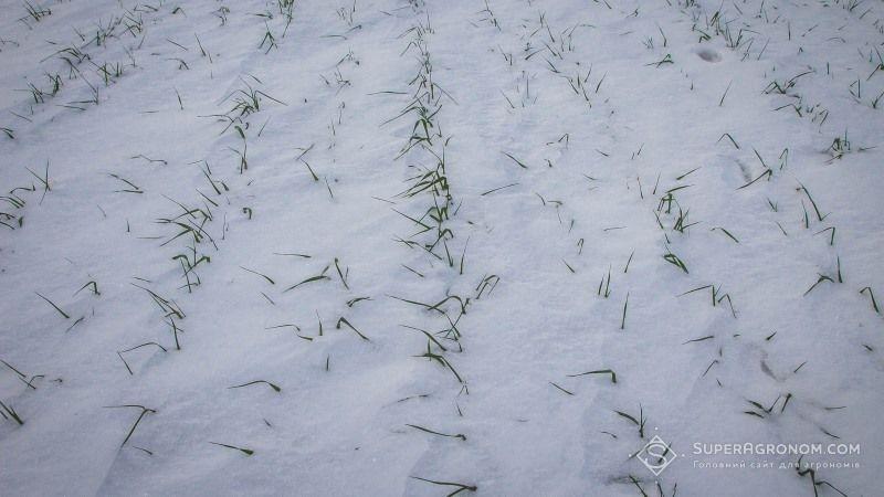 Сніг на посівах озимої пшениці