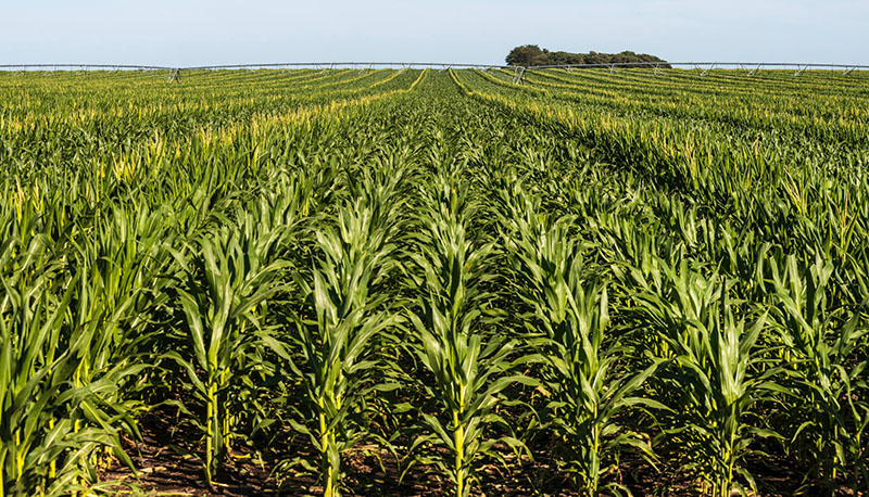 Посіви кукурудзи в господарстві «Рост-Агро»