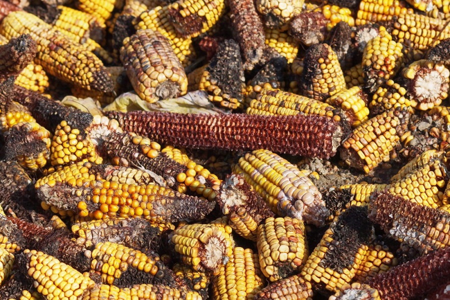 Уражена кукурудза мікотоксинами