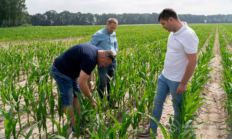 Огляд поля гібридизації кукурудзи