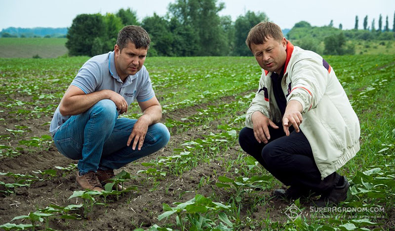 Сергій Богомаз та Віктор Губрій оглядають поле соняшинку з пророслими бур'янами