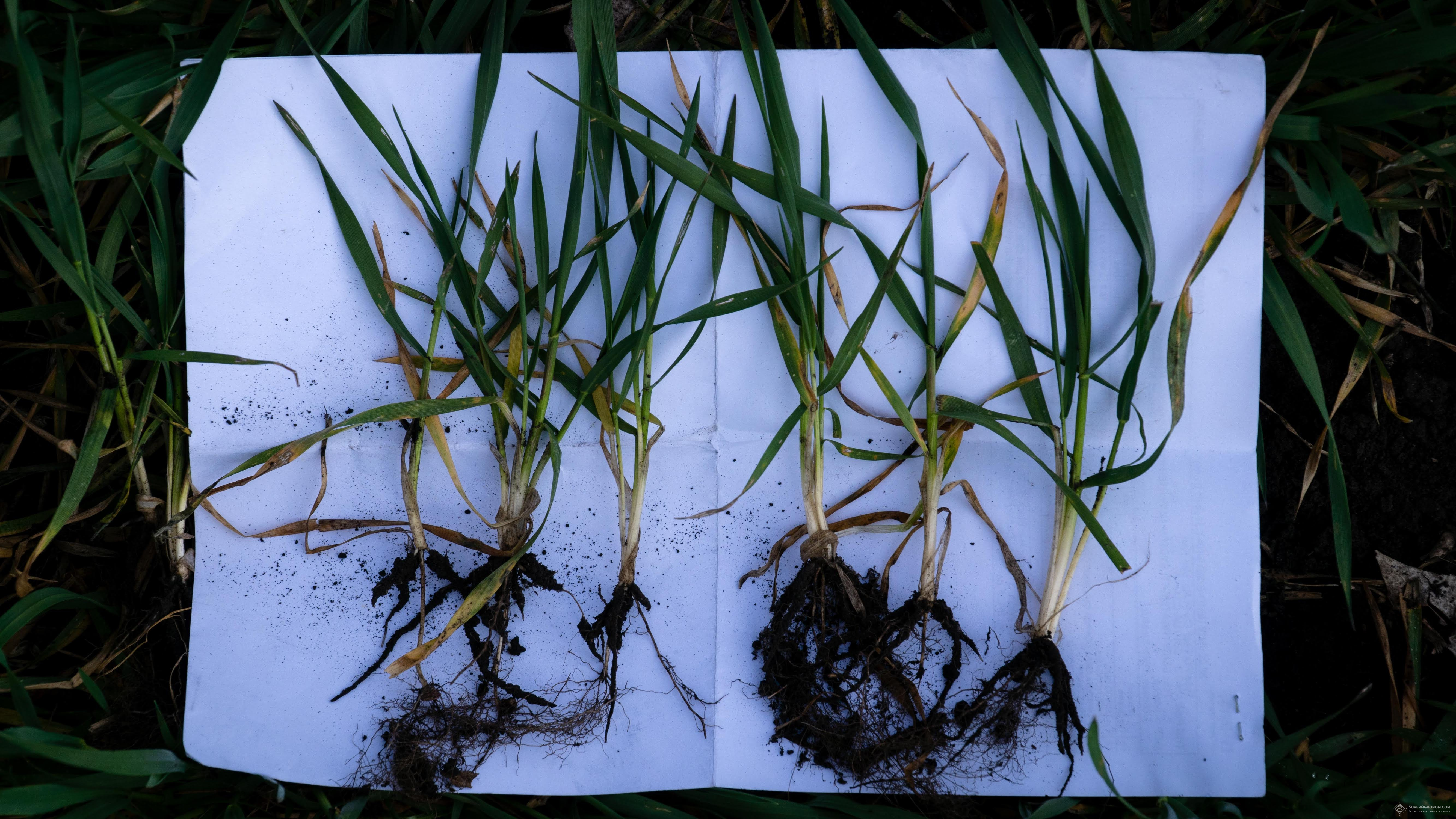 Рослини озимої пшениці (справа після обробки насіннєвого матеріалу Кінто® Плюс, зліва - препаратом не BASF)