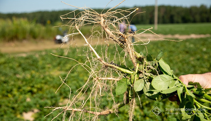 Чисті вд хвороб столони картоплі свідчать про ефективність захисту від BASF