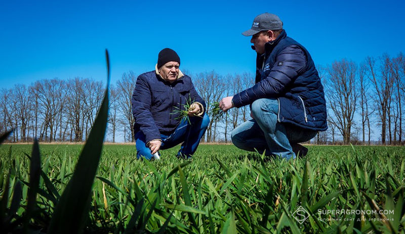 Володимир Баран і Руслан Травка оглядають посіви озимої пшениці