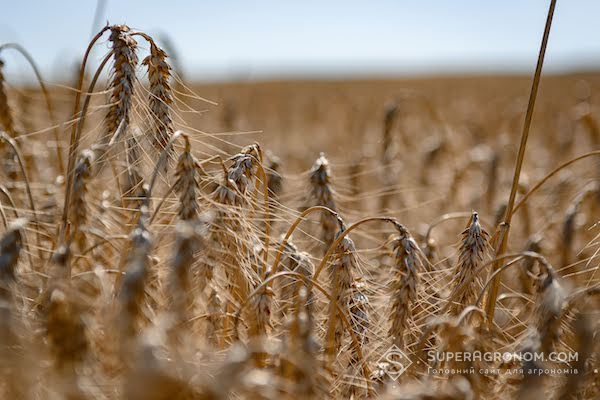 Посіви озимої пшениці