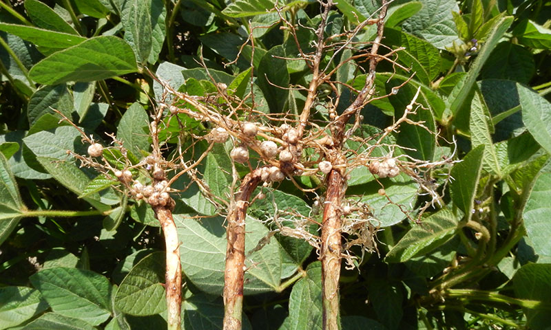Бульбочки на корінні сої, насіння якої було оброблено препаратом Ризоактив Концентрат