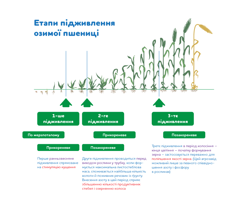 Етапи підживлення озимої пшениці