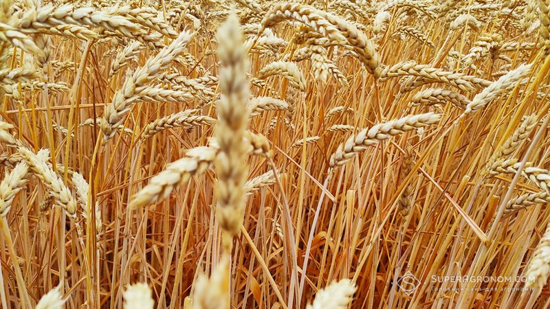 Колоски озимої пшениці