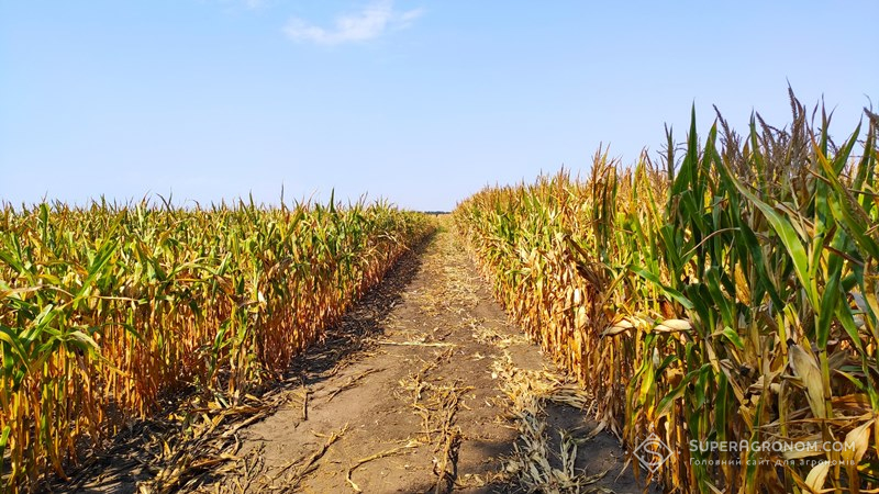Ділянки гібридизації кукурудзи