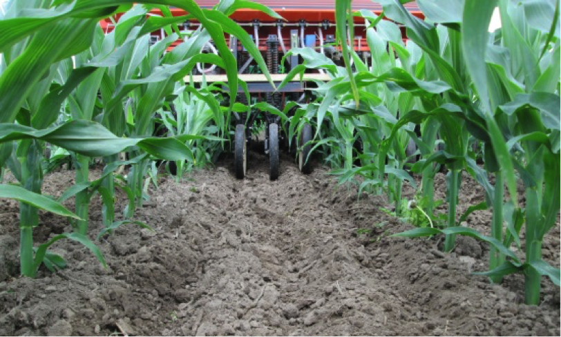 Університет Вісконсіна. Вивчення сівби покривної культури в посів кукурудзи на стадії V5