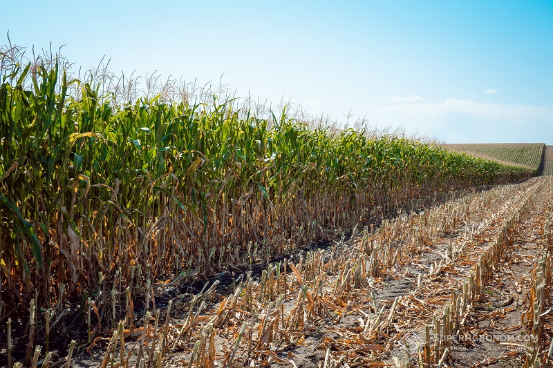 Урожай кукурудзи у господарстві «Україна»