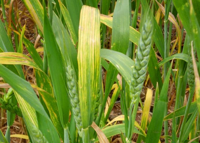 Ураження пшеничним кліщем