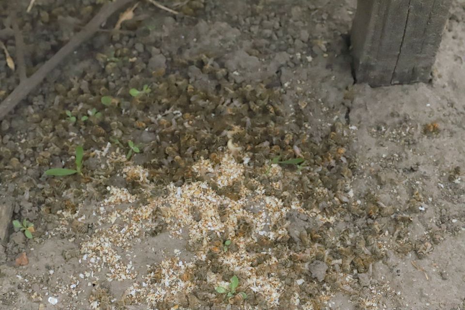 Мор бджіл в Срібнянському районі на Чернігівщині