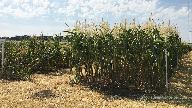 Посіви кукурудзи на демо-полігоні ВНІС