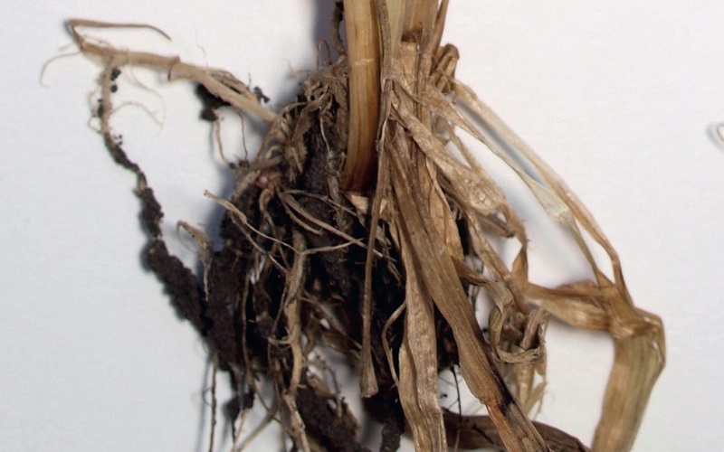 Фузаріозна коренева гниль пшениці