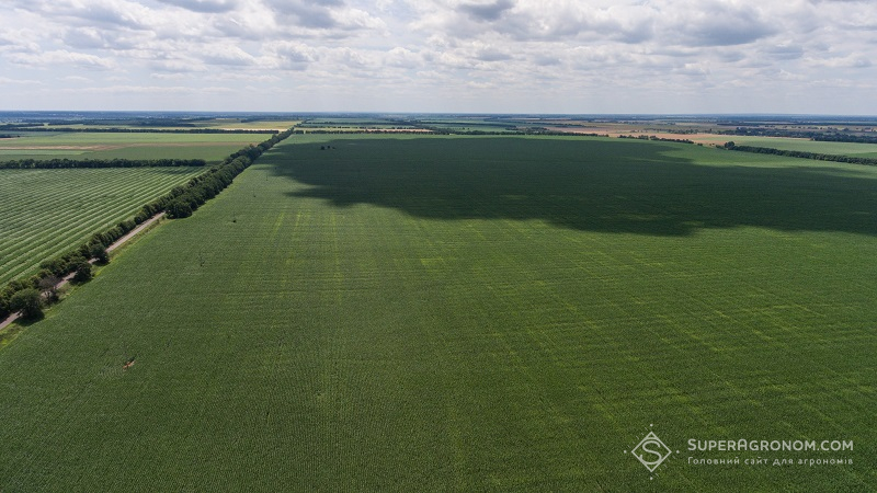 Поле кукурудзи в СТОВ “Богданівське”