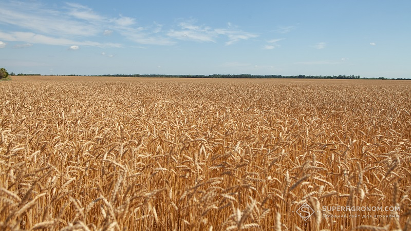 Посіви пшениці в СТОВ «Богданівське»