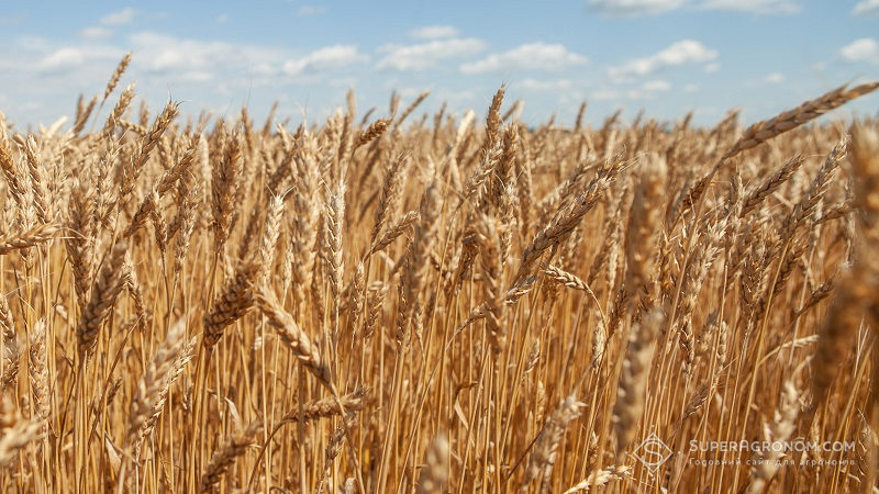 Колосіння озимої пшениці