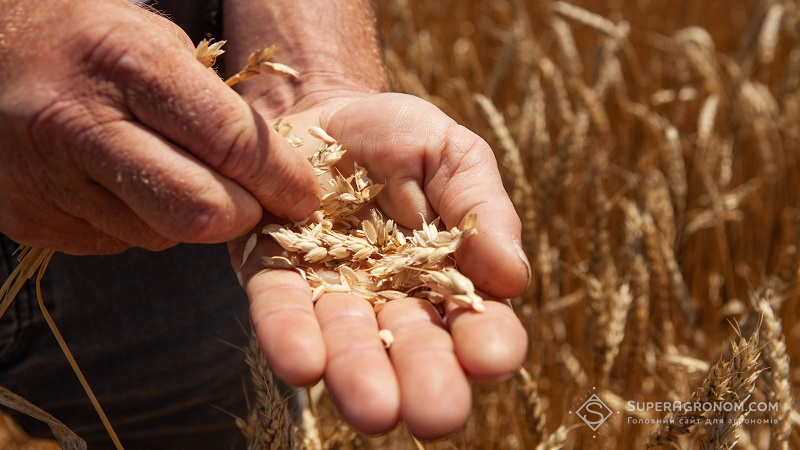 Зерно пшениці